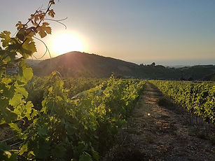 North Cyprus Vineyard & Wine Tasting Tour